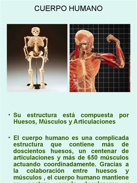 Conociendo Al Cuerpo Humano Joint Muscle