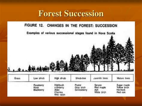 Ppt Forests Powerpoint Presentation Free Download Id3354796
