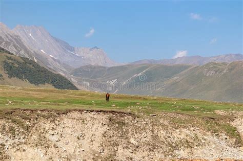 Truso Valley A Horse Grazing Next To The Terek River In Truso Valley