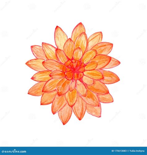 Watercolor Dahlia Flower Hand Painted Autumn Floral Illustration