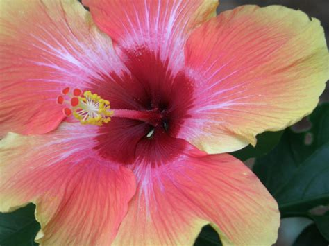 Our front desk team can assist in reservations for less touristy destinations. Such colors - Key West Hibiscus Photo by S. Newbolt ...