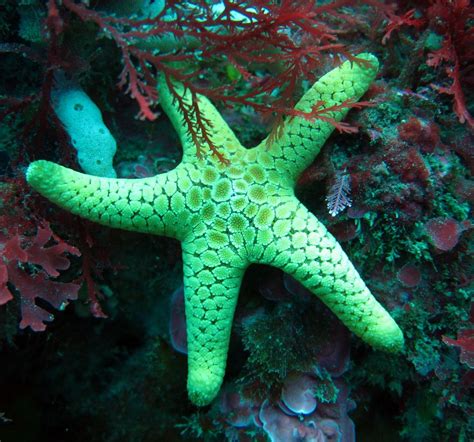 Yellow Seastar Beautiful Sea Creatures Ocean Creatures Ocean Animals