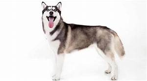 Crate Size For Husky Cheap Online Save 47 Idiomas To Senac Br