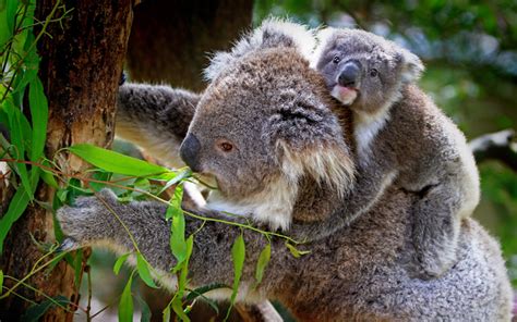 Descargar Fondos De Pantalla Los Koalas Animales Lindos Marsupiales