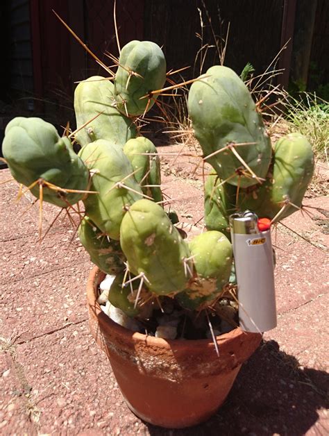 Get the best deals on cacti sand cactus & succulent plants. Trichocereus Bridgesii Monstrose "penis plant" Cactus ...