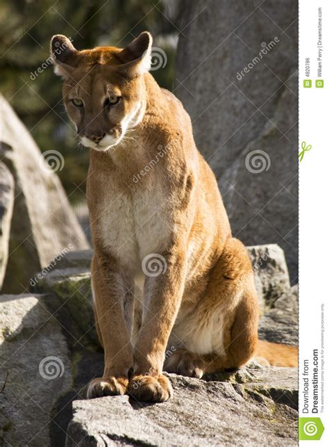 Mountain Lion Cougar Looking For Prey Stock Photo Image