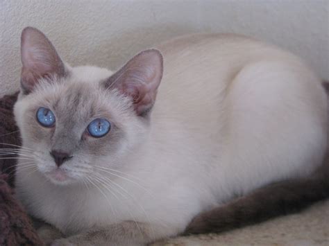 Image Lilacptbalinese Cats Wiki Fandom Powered By Wikia