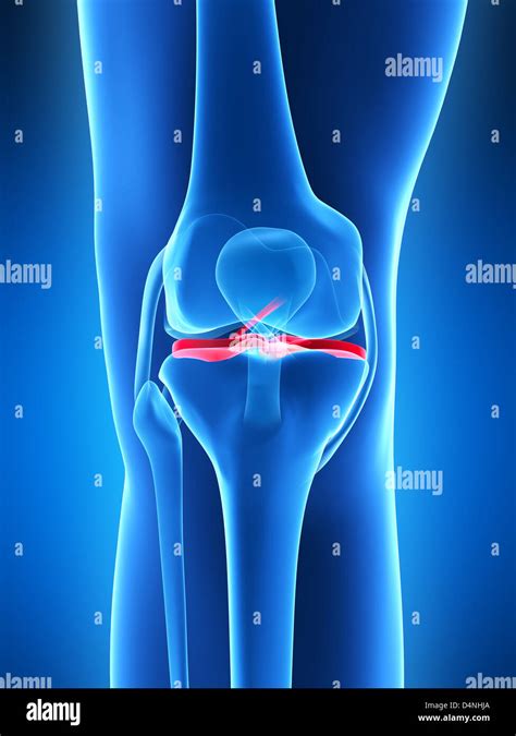 Knee Anatomy Stock Photo Alamy