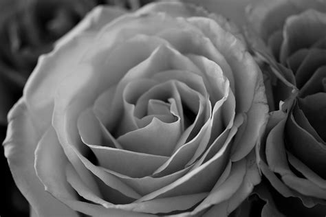 Roses Flowers Black And White · Free Photo On Pixabay