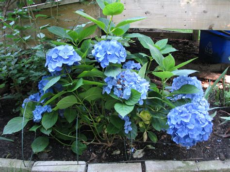 Nikko Blue Hydrangea Nikko Blue Hydrangea Blue Hydrangea Hydrangea