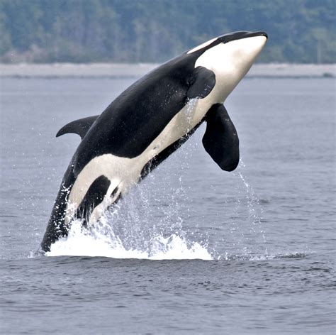 The Power Of The Majestic Orca And The Spiritual Nature Of Humans