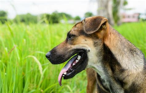 These 6 Dogs Are Known For Their Black Tongues — Heres What Causes