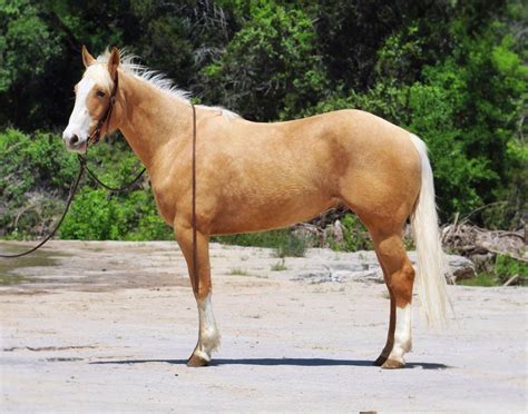 Dinero and fame (hits 707) yearling stud colt for sale by hay hotshot. STUNNING Palomino Gelding - Solid Ranch Horse
