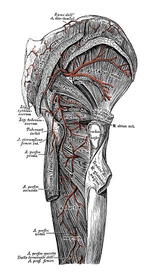 Vetores De Ilustrações Científicas Da Anatomia Humana Vias De Perna E