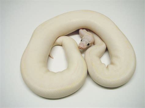 Ivory Super Pastel Morph List World Of Ball Pythons