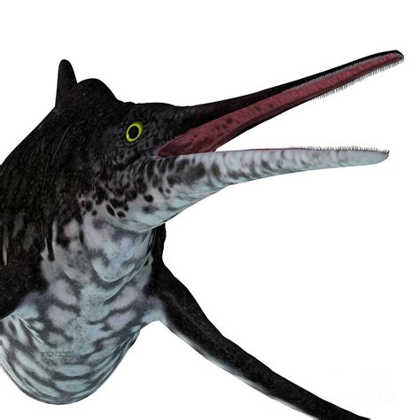 Shonisaurus Ichthyosaur Head Digital Art By Corey Ford Fine Art America