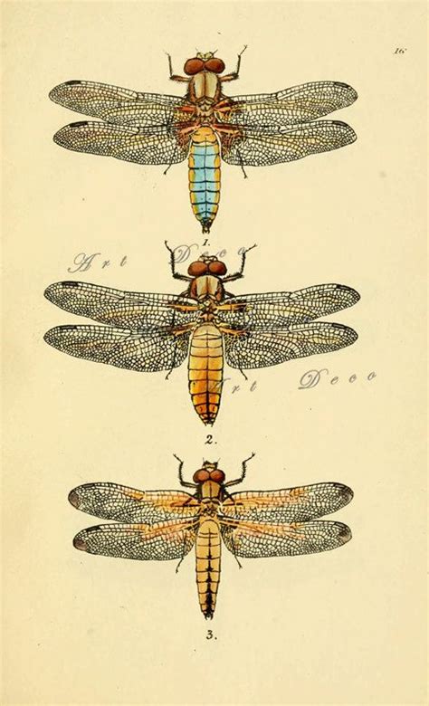 Vintage Dragonfly Art Printantique Scientific Illustrationdigital