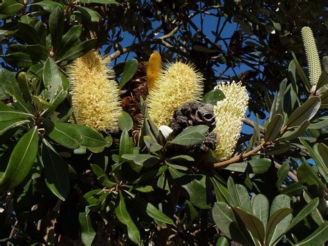 Banksia Intergrifolia Will Grow In Clay As Long As Well Drained