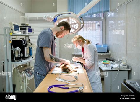 Veterinarians Prepare The Dog For Surgery Operating Room With Medical