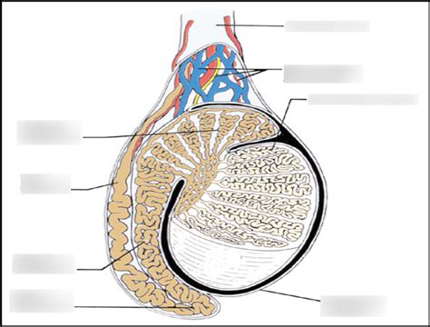 Scrotum Anatomy Diagram Quizlet