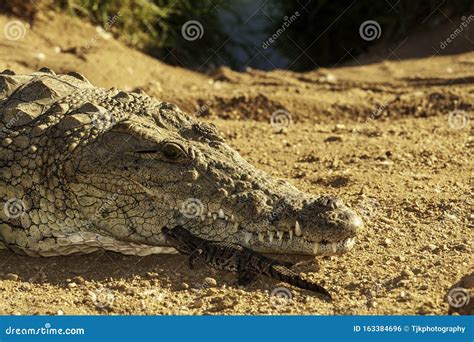 Nile Crocodile Mother And Hatched Baby Caring Carrying Taking The
