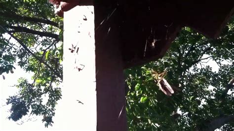 Spider Vs Praying Mantis Fight Youtube