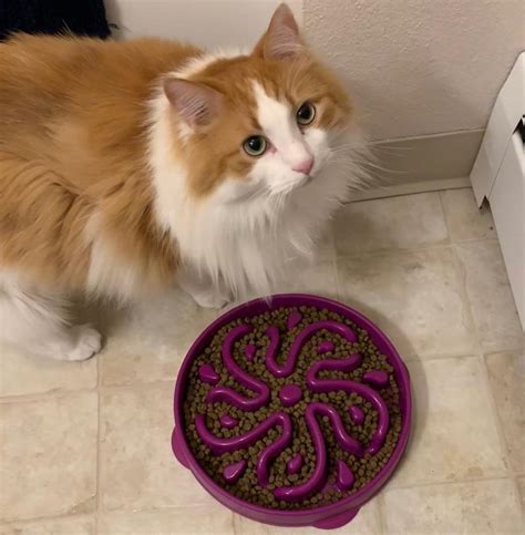 Walmart.com has been visited by 1m+ users in the past month What is the best cat puzzle feeder - Thriving Cat