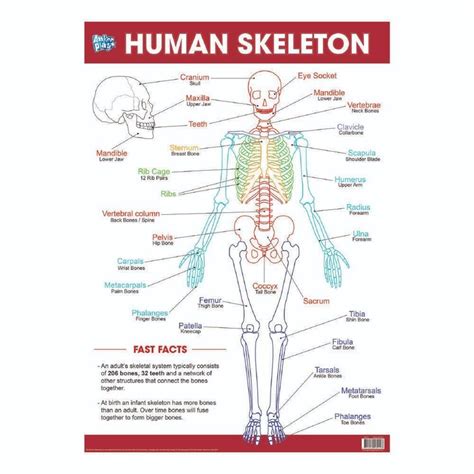 Educational Human Skeleton Poster Multicoloured