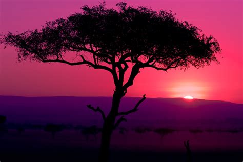 Scott Lebin Photography Inc Africa Sunset Acacia Tree Africa