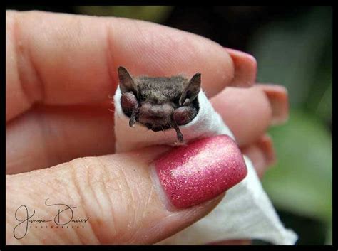 See How Tiny This Bat Is Cute Bat Animals Beautiful Baby Bats