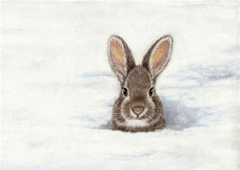 Bunny Art Print Peeking Out Of The Snow 5 X 7 By Savageartworks