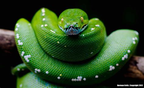 Green Python By Norman Cells