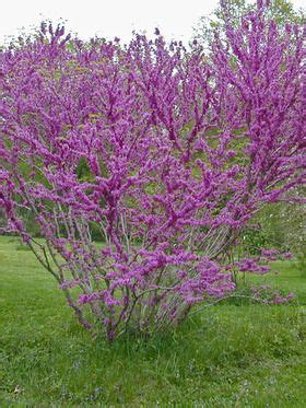 See more ideas about plants, zone 9, shrubs. Cercis chinensis Don Egolf. Compact, dwarf redbud. Zones 6 ...