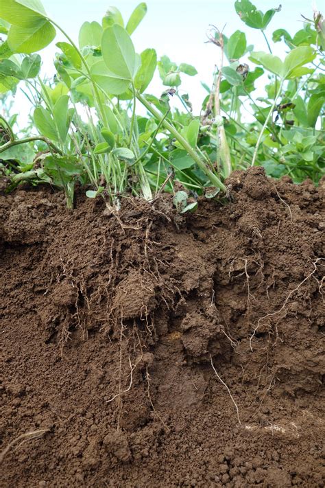 Expert Soil Advice For Farmers Soilassociation Org