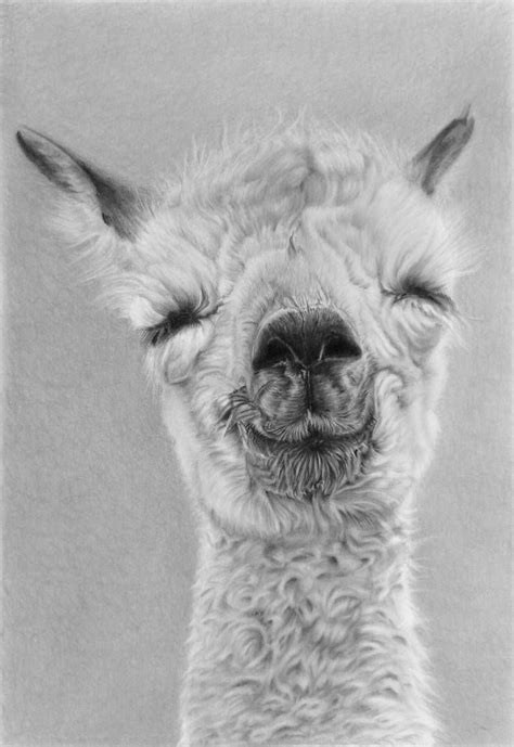 Pencil Portrait Of A Baby Alpaca By