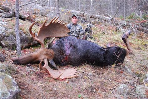 Great Ontario Moose Hunting At Halleys Camps At