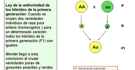 Química Y Biología Leyes De Mendel