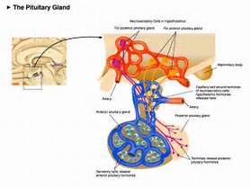 Image result for pituitary gland 