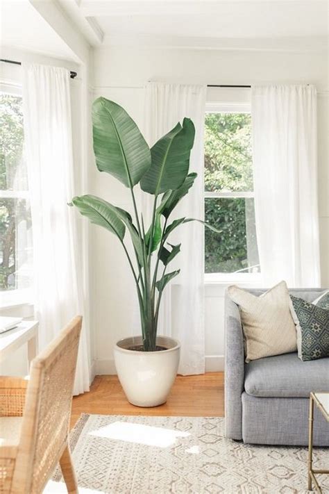 21 Tall Plants For Living Room Corner Ideas Balcony Garden Web