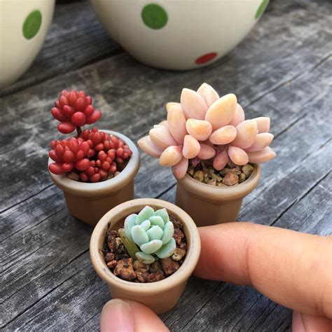 Succulent With Tiny Pink Flowers Best Succulent Ideas