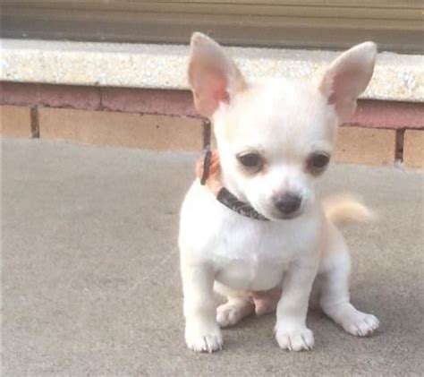 Avoid the shipping of animals. Chihuahua Puppies For Sale | Charlotte, NC #254038