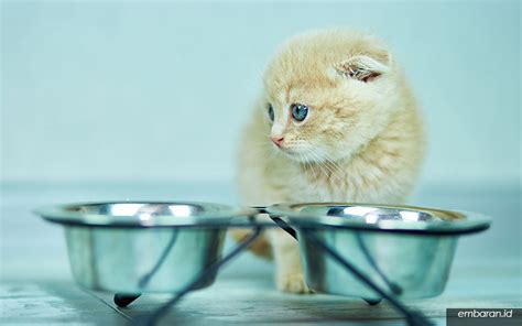 ֎ Cara Merawat Anak Kucing Untuk Pemula Embaranid