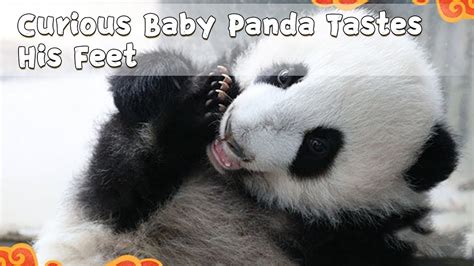 Curious Baby Panda Tastes His Feet Ipanda Youtube