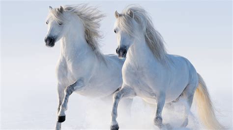 White Twin Horse 4k Hd Wallpapers Hd Wallpapers Id 31306