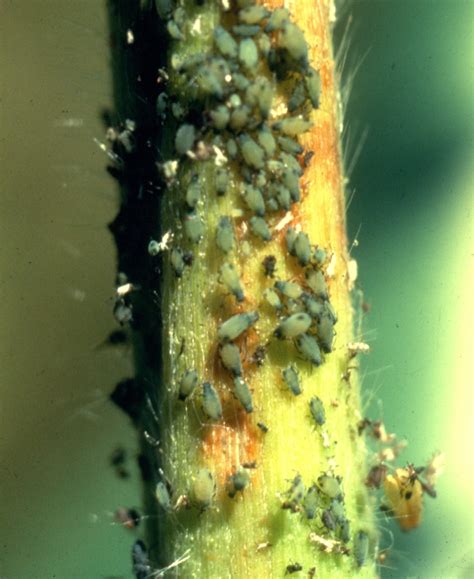 We also review recent pest trends and research updates. Vegetable: Aphid, Corn Leaf | UMass Center for Agriculture ...