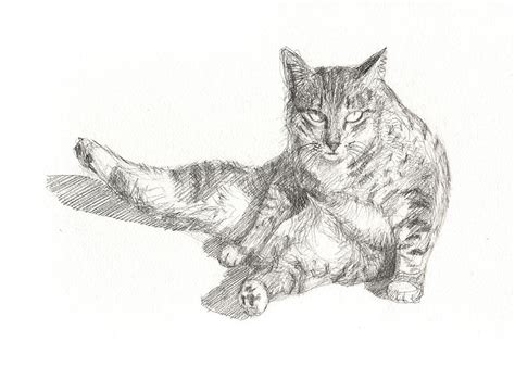 This is where, in drawings, their legs and torso will bend. Cat Sitting Drawing by Kazumi Whitemoon
