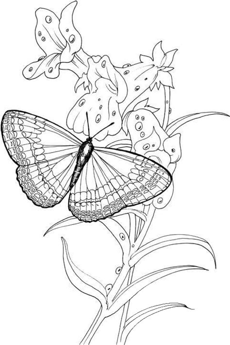 Butterfly Stands On A Plant Coloring Page Colouringpages