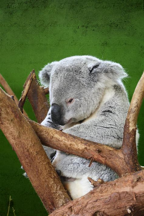 Sleepy Koala Photograph By Pam Gilfillen Fine Art America