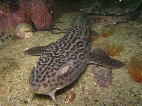 Leopard Catshark Information And Picture Sea Animals