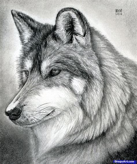 Draw the body by drawing an oval. Free Wolves Drawings, Download Free Clip Art, Free Clip ...